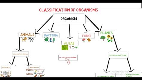 Classification Of Living Organisms Chart