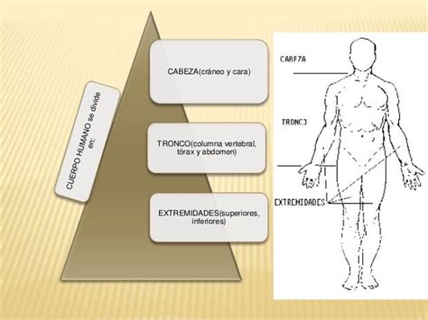 La Division Del Cuerpo Humano Por Sandra Salazar