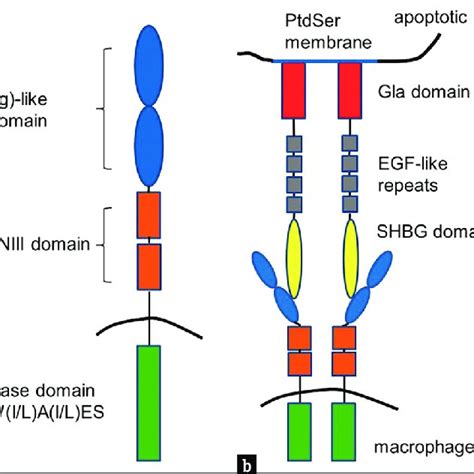 Dual Targeting Of The Inhibitors Of Tyro3 Axl And Mertk Receptors