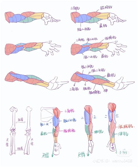 Drawing Male Anatomy Arm Anatomy Human Body Anatomy Anatomy Poses