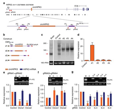 Zheng Q Et Al Circular Rna Profiling Reveals An Abundant Circhipk3