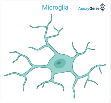 Microglial Cells Function