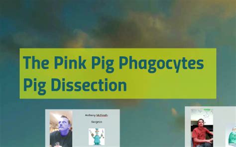 Fetal Pig Dissection By Alex Schweizer On Prezi