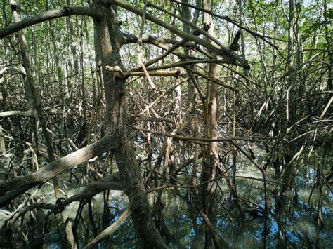 Natural Mangrove Vegetation with Roots Stock Image - Image of green, reflection: 219611737