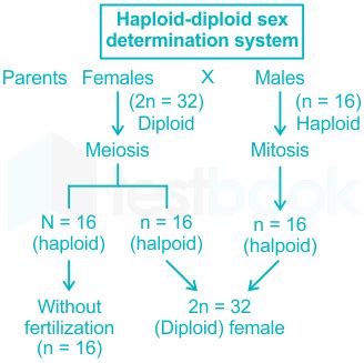 Sex Determination MCQ Free PDF Objective Question Answer For Sex
