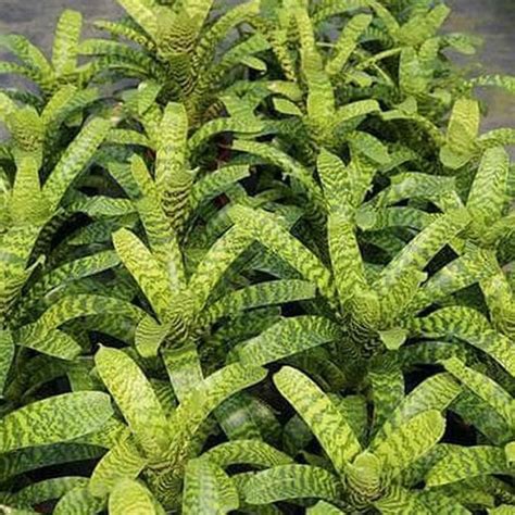 Jual Pusat Benih Terlengkap Tanaman Bromelia Bromeliad Vriesia