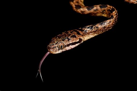 Sri Lanka Cat Snake Boiga Ceylonensis Gomen S Flickr