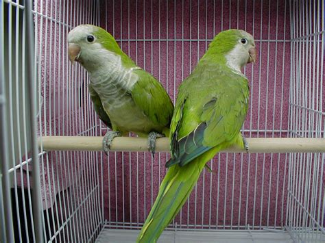 HD Animals: parrot bird green