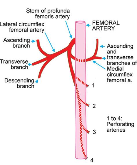 Medial Circumflex Femoral Artery Branches