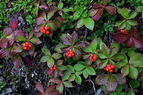 Buffalo berry | Description, Plant, Berry, Uses, & Facts | Britannica