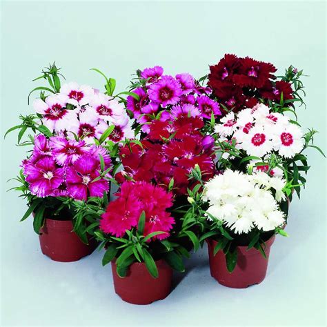 Dianthus Chinensis Diana Full Mix Muller Seeds