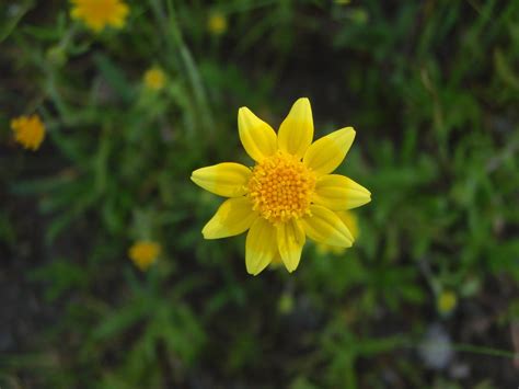 Lasthenia Californica California Goldfields In Bloom Mar Flickr