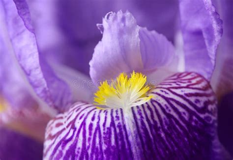 Image of an iris stock image. Image of macro, blue, flora - 54480809