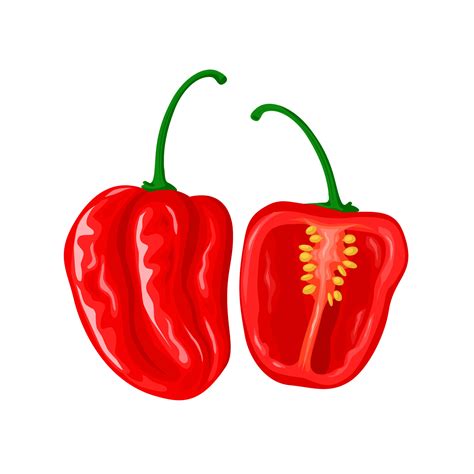 Vector Illustration Red Habanero Chili Whole And Sliced Isolated On