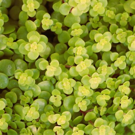 Stonecrop Ogon Sedum Makinoi Mygardenlife