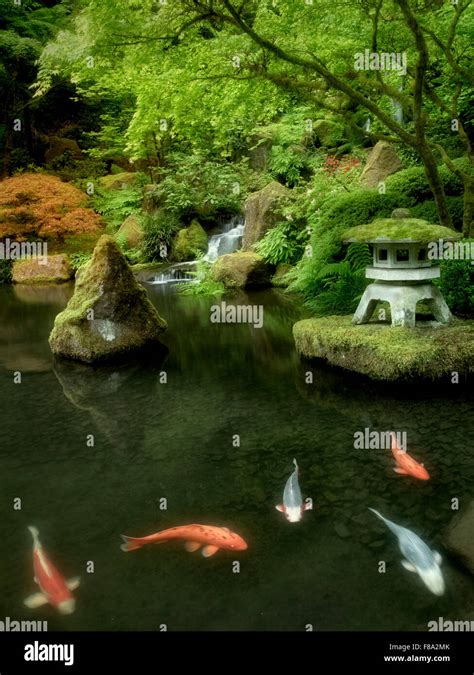 Koi In Pond With Japanese Lantern And Waterfalls Japanese Gardens