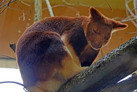 GOODFELLOW'S TREE KANGAROO - ZooChat