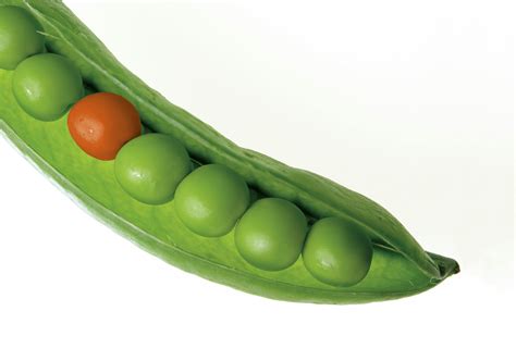 pea      pea stock  hd images