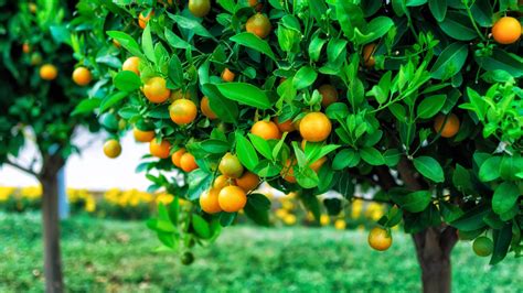 Orange Fruit Garden Wallpaper