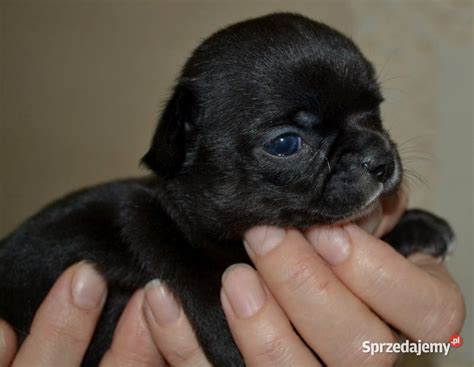 Chihuahua śliczne sunie i pieski Drogusza Sprzedajemy pl