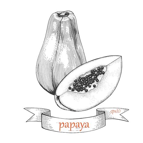 Premium Vector Papaya Sketch Hand Drawn Illustration