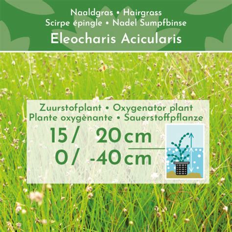 Naaldgras 4 Stuks 1 Vijvermand Eleocharis Acicularis Vdvelde