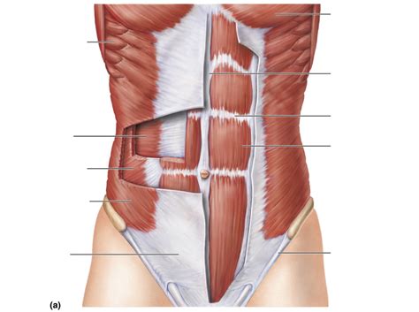 Final Lab Practical Muscle Labeling 5 Diagram Quizlet