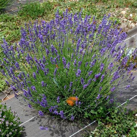 Lavande Bleue Pacifique Lavandula Angustifolia Pacific Blue