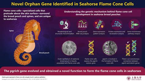 The evolutionary enigma: unraveling the origins of seahorses' flame cone cells
