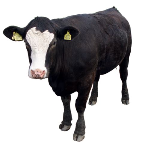 Black Cow PNG Image PurePNG Free Transparent CC0 PNG Image Library