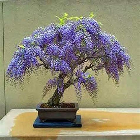 Jacaranda Bonsai Blue Patio Tree