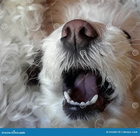 Angry Dog Showing His Teeth Stock Photo Image Of Background Adoption