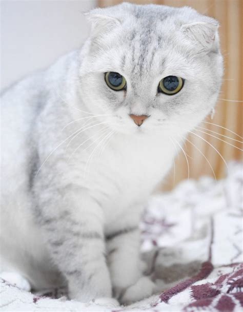 Kedi Cinsleri Gri Kedi Hayvanları Blog