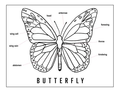 Butterfly Anatomy Diagram