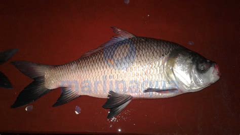 katla fish  water high quality katla fish seed  aquaculture