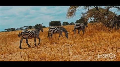 Tarangire National Park YouTube