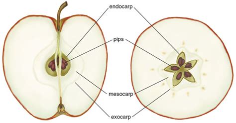 Structure Of An Apple