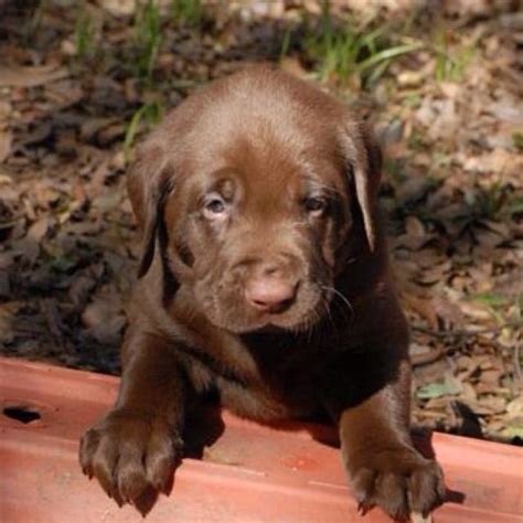 What Is A Dudley Labrador