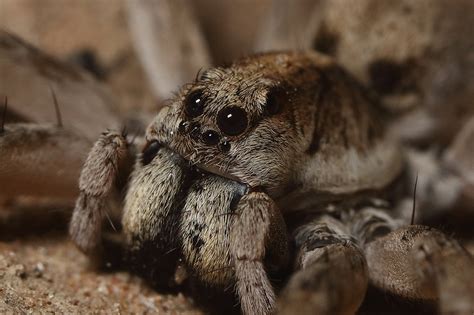Spiders From Fear To Fascination Montreal Science Centre