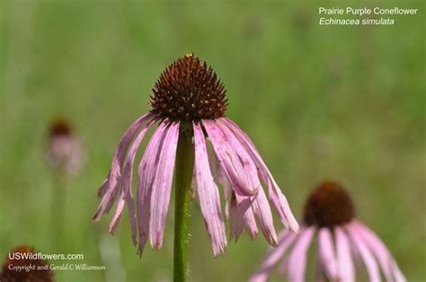 Us Wildflowers Database Of White Wildflowers For Missouri