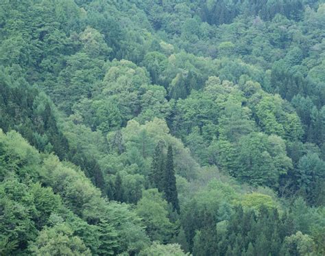 无人横图俯视航拍室外白天旅游度假美景森林树林植物日本亚洲景观娱乐树树木绿色自然享受休闲景色放松