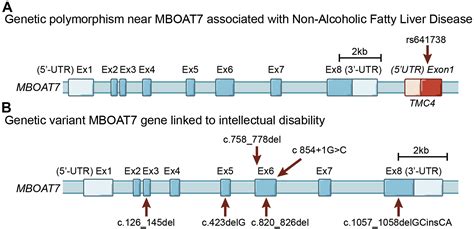 Membrane Bound O Acyltransferase 7 MBOAT7 Driven Phosphatidylinositol