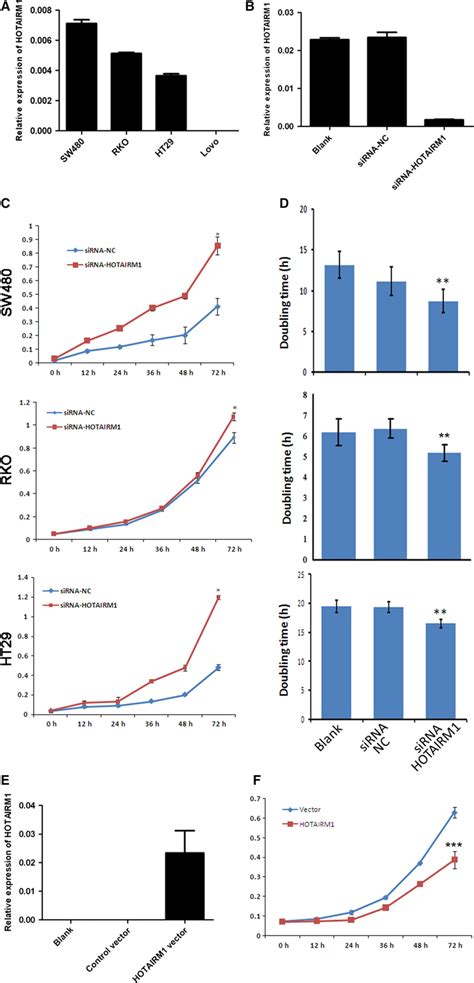 Hotairm1 Inhibits Colorectal Cancer Cell Proliferation A Expression