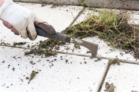 Paardenbloemen Verwijderen Hoe Kom Je Van Het Vervelende Onkruid Af