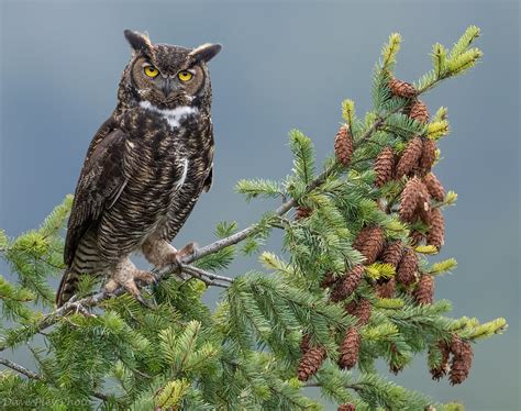 Horned Owl Vancouver Island Dave Pley Flickr