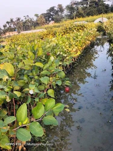 Full Sun Exposure Red Miss India Apple Ber Plant For Fruits At Rs