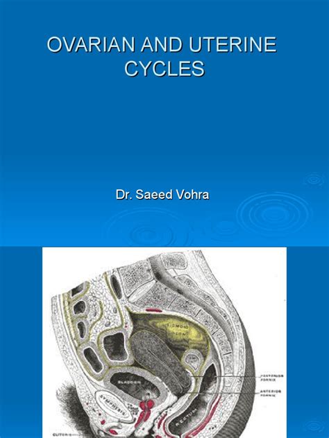 PDF 02 Ovarian Uterine Cycles DOKUMEN TIPS