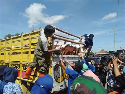 Hewan Sapi Di Kabupaten Klaten Masih Aman Dari Virus Pmk Berita Klaten