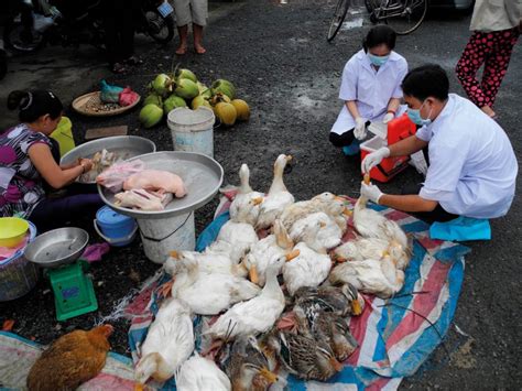 Working Toward Eradication Of Avian Influenza Hokkaido University