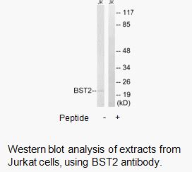 BST2 Antibody AAT Bioquest